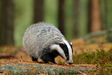 Image. European Badger
