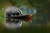 Image. European Badger