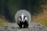 Image. European Badger