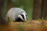 Image. European Badger