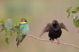 Image. European Bee-eater & Common Starling