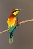 Image. European Bee-eater