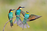 Image. European Bee-eater