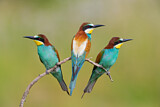 Image. European Bee-eater