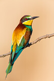 Image. European Bee-eater