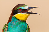 Image. European Bee-eater
