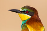 Image. European Bee-eater