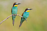 Image. European Bee-eater
