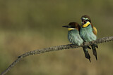 Image. European Bee-eater
