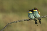 Image. European Bee-eater
