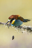Image. European Bee-eater