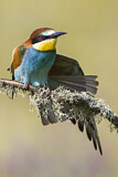 Image. European Bee-eater