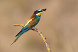 Image. European Bee-eater