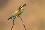 Image. European Bee-eater