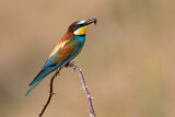 Image. European Bee-eater