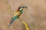 Image. European Bee-eater