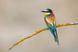 Image. European Bee-eater