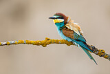 Image. European Bee-eater