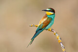 Image. European Bee-eater