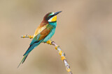 Image. European Bee-eater