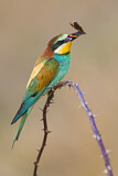 Image. European Bee-eater