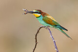 Image. European Bee-eater