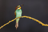 Image. European Bee-eater
