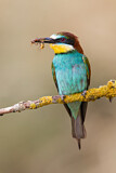 Image. European Bee-eater