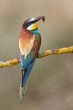 Image. European Bee-eater