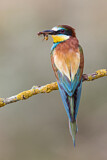 Image. European Bee-eater