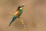 Image. European Bee-eater