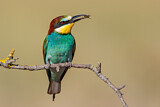 Image. European Bee-eater