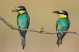 Image. European Bee-eater