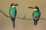 Image. European Bee-eater