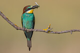 Image. European Bee-eater