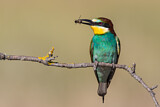 Image. European Bee-eater