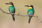 Image. European Bee-eater