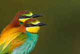Image. European Bee-eater