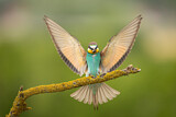 Image. European Bee-eater