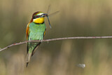 Image. European Bee-eater