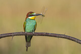 Image. European Bee-eater