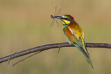 Image. European Bee-eater