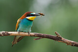 Image. European Bee-eater