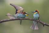 Image. European Bee-eater