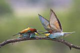 Image. European Bee-eater