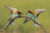 Image. European Bee-eater