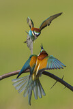 Image. European Bee-eater