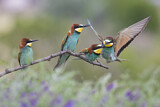 Image. European Bee-eater