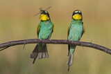 Image. European Bee-eater