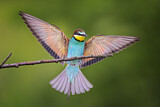 Image. European Bee-eater